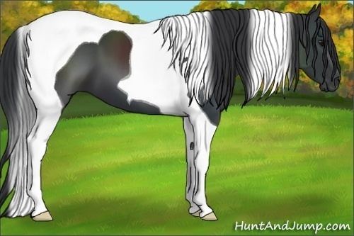 Horse Color:Black Tobiano 