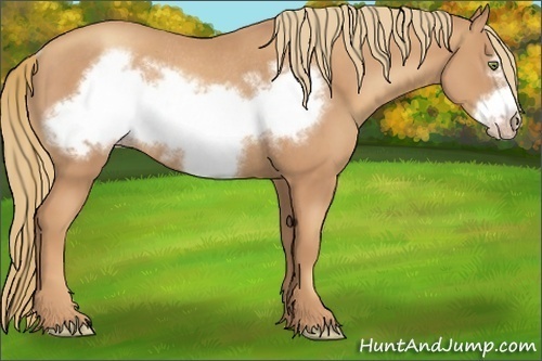 Horse Color:Gold Champagne Frame Rabicano 