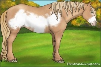 Horse Color:Gold Champagne Frame Rabicano 