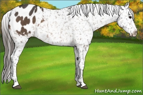 Horse Color:Buckskin Blanket 