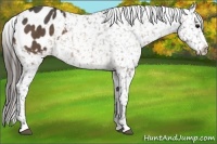 Horse Color:Buckskin Blanket 