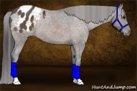 Horse Color:Bay Appaloosa Rabicano 