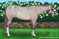 Horse Color:Buckskin Roan Varnish Rabicano