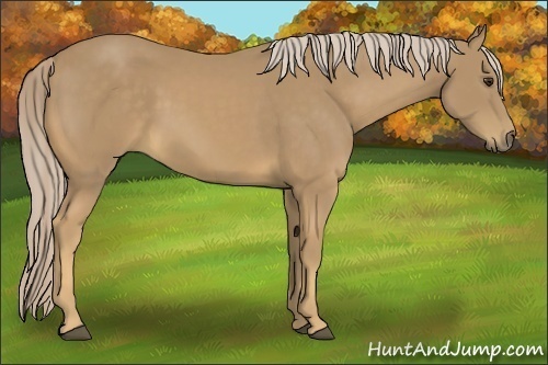Horse Color:Palomino