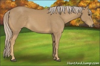 Horse Color:Palomino 