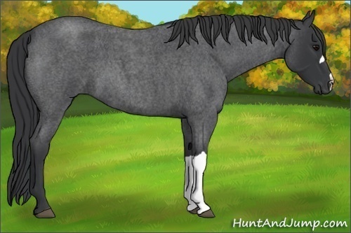 Horse Color:Blue Roan 