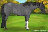 Horse Color:Blue Roan 
