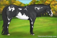 Horse Color:White Spotted Black Splash Frame 