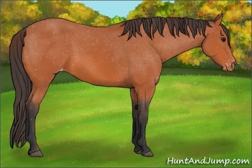 Horse Color:Bay Appaloosa 
