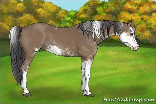 Horse Color:Buckskin Sabino