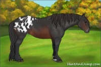 Horse Color:Brown Appaloosa