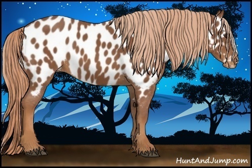 Horse Color:Chestnut Appaloosa 