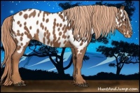Horse Color:Chestnut Near Leopard 