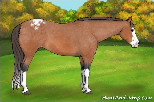 Horse Color:Bay Splash Appaloosa 