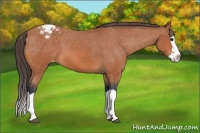 Horse Color:Bay Splash Appaloosa 