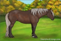 Horse Color:Silver Bay Rabicano 