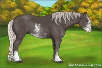 Horse Color:Silver Black Sabino Rabicano 