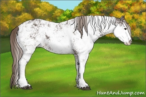 Horse Color:Liver Chestnut Sabino Rabicano 