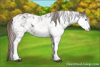 Horse Color:Liver Chestnut Sabino Rabicano 