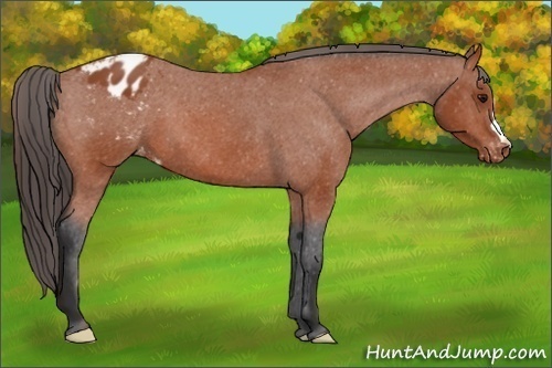 Horse Color:Bay Appaloosa 