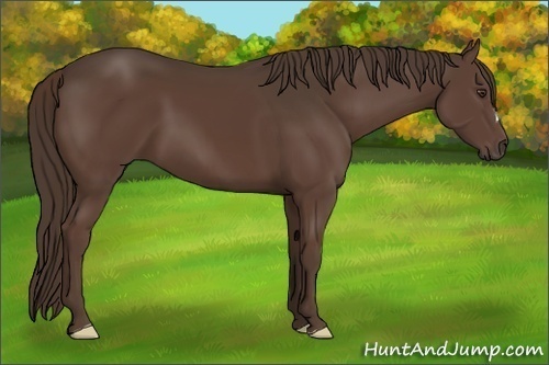 Horse Color:Liver Chestnut 