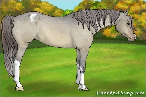 Horse Color:Brown Dun Varnish 