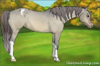 Horse Color:Brown Dun Varnish 