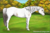 Horse Color:White Spotted Classic Champagne Tobiano 