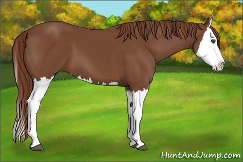Horse Color:Chestnut Splash 