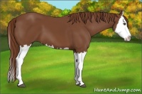 Horse Color:Chestnut Splash