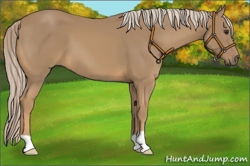 Horse Color:Palomino