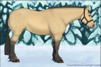 Horse Color:Buckskin Dun