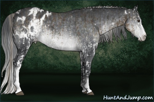 Horse Color:White Spotted Liver Chestnut Rabicano  and White Spotted Brown Chinchilla Appaloosa 