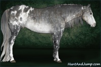 Horse Color:White Spotted Liver Chestnut Rabicano  and White Spotted Brown Chinchilla Appaloosa 
