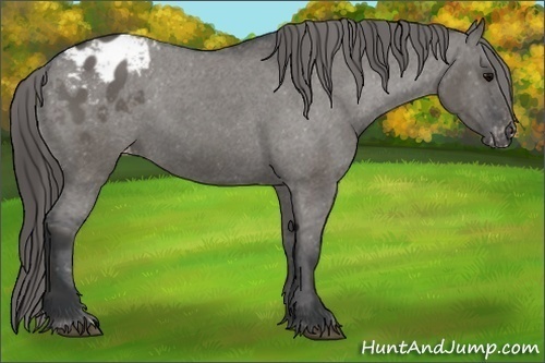 Horse Color:Grullo Varnish