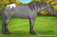 Horse Color:Grullo Appaloosa 