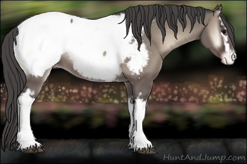 Horse Color:White Spotted Grullo Onyx Appaloosa