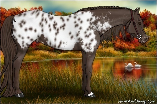 Horse Color:Liver Chestnut Appaloosa 