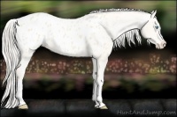 Horse Color:Cremello Appaloosa