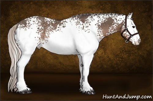 Horse Color:White Spotted Silver Black Rabicano 