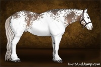 Horse Color:White Spotted Silver Black Rabicano