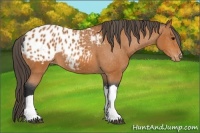 Horse Color:Bay Appaloosa 