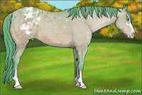 Horse Color:Watercolor Amber Champagne Sabino Appaloosa 
