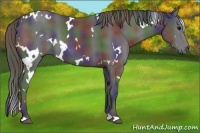 Horse Color:Nacre White Spotted Black