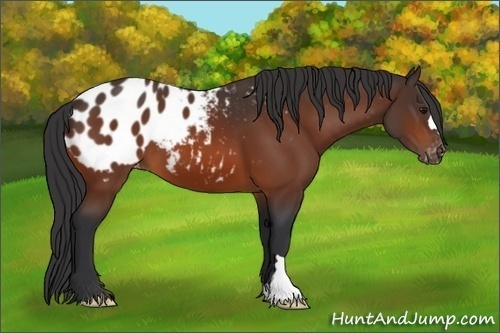 Horse Color:Bay Appaloosa