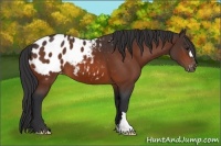 Horse Color:Bay Appaloosa 