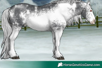 Horse Color:White Spotted Silver Black Chinchilla 