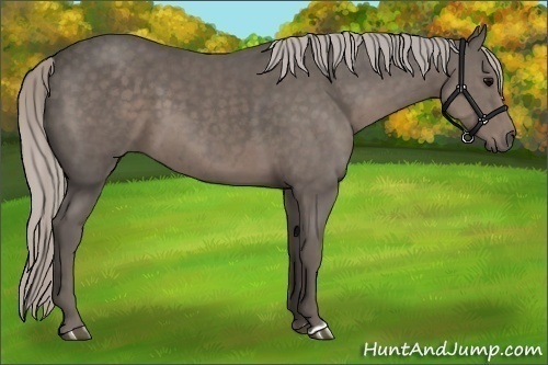 Horse Color:Silver Black