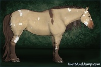 Horse Color:White Spotted Liver Red Dun 