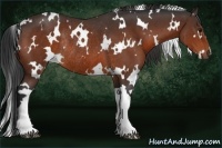 Horse Color:White Spotted Bay Rabicano
